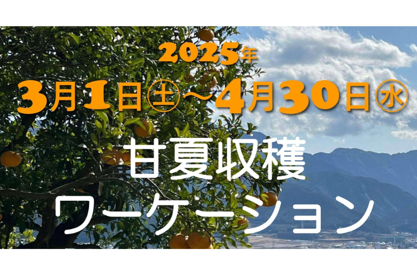  三重県・尾鷲市、甘夏収穫ワーケーション参加者募集中