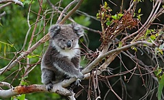 豪州ビクトリア州に新たなエコ観光体験、コアラなど野生動物に遭遇、利益は環境保全事業に還元