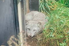 OMO7旭川、夏の旭山動物園を楽しむ講座開催、ホテル館内で動物の暑さ対策など紹介