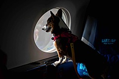 愛犬との上質な空の旅を実現する航空便が就航、犬用スパやシャンパンで、ファーストクラス並みのサービス提供