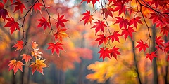 ヤフー検索で人気上昇した「紅葉スポット」ランキング、1位は福岡県「雷山千如寺大悲王院」、人気は男女で異なる傾向