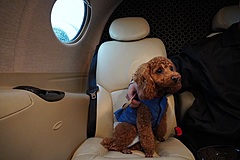 Private Jet tour with pets to a remote island in Nagasaki, Japan is now on sale